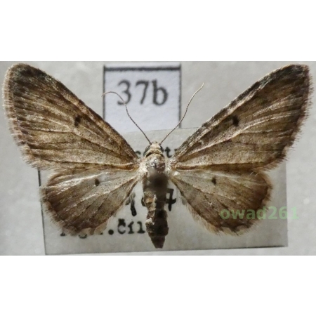 Eupithecia subfuscata (Haworth, 1809) Czech37b